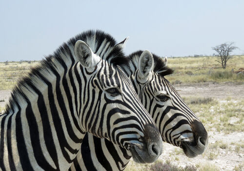 Wildlife of Etosha National Park